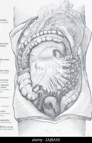 Ein Atlas der menschlichen Anatomie für Studenten und Ärzte. nDescendens) und der Absteigende Colon sigmoideum in der Biegung des Dickdarms (Colon sigmoideum). Das mesenterium und seine Wurzel (Mesenterium et Radix mesenterii) werden von der linken Seite gesehen. Der Mesenterium des Dickdarms, oder Meso - Colon, die linke Hälfte der transversalen Mesocolon mit seiner Linie der Befestigung, die * Absteigend nolo Mesocolon (siehe * oben), und die halbmondförmige Mesocolon sichtbar sind. recessus Duodenojejunal Duodenojejunalis, Fossa^{siehe Hinweis oben). Topographische Anatomie der Abdominal- Eingeweide. Topographische ANATOMIE DES T Stockfoto