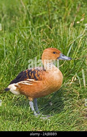 FULVOUS PFEIFENTE (Dendrocygna bicolor). Das Verbreitungsgebiet umfasst Gebiete in Nord- und Südamerika, Afrika, S. -E.-Asien. Es gibt keine VARIATION. Stockfoto