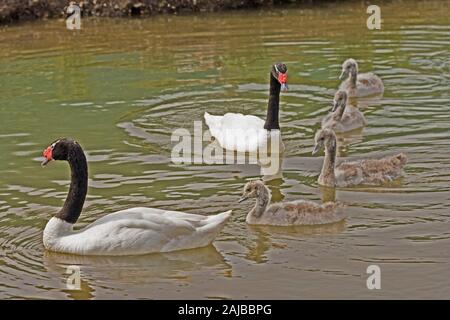 SCHWARZHALSSCHWAN (Cygnus melanocoryphus). Familie mit Zygnatten c. 4-5 Wochen alt. Stockfoto