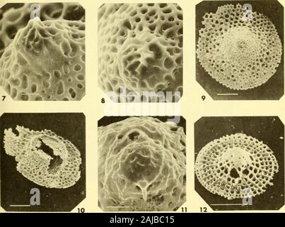 Bulletins der amerikanischen Paläontologie. .? R.i. Bull. Amer. Paleont., Vol.56 Platte 34 Stockfoto