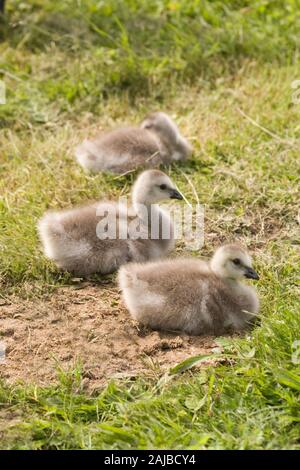 BARNACLE-GÄNSE (Branta Leucopsis). Klatschen, c 6 Tage alt. Sitzend, eine Pause zwischen den Stints der Weidehaltung und der Fütterung. In Gefangenschaft aufgezogen werden. Stockfoto