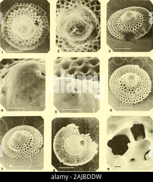 Bulletins der amerikanischen Paläontologie. Bull. Amer. Paleont., Vol.56 Platte 32. Stockfoto