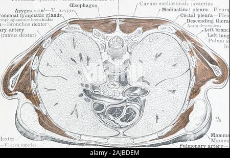 Ein Atlas der menschlichen Anatomie für Studenten und Ärzte. Hintere Kopfeinheit Medi-astinum und seiner Passage durch die CEsophageal Öffnung in der Membran. TheCEsophagus ist von hinten zu sehen, die durch den Ausbau der theVertebral Spalte ausgesetzt worden, die hinteren Enden der Rippen und der Gre.^ ter Teil des Absteigende thorakale Aorta. Broncho-cesophageus und Lungenseuche cesoph. - geus Muskeln. Die pleura intakt gelassen. Topographische Anatomie des CEsophagus. Topographische ANATOMIE DER BRUST- UND BAUCHHÖHLE EINGEWEIDE alle dornfortsätze Prozess des Fünften orsal vertebraProcessus spinosus Wirbel. Stockfoto