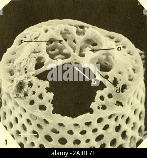 Bulletins der amerikanischen Paläontologie. Bull. Amer. Paleont., Vol.56 Platte 30. Stockfoto