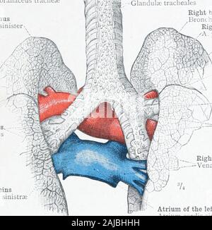 . Ein Atlas der menschlichen Anatomie für Studenten und Ärzte. Anatomie