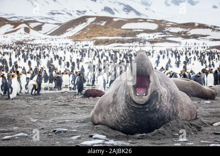 Elephant seal und King penguin Colony, St Andrews Bay, South Georgia, Antarktis Stockfoto