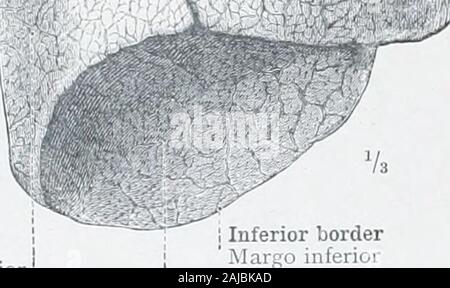 Ein Atlas der menschlichen Anatomie für Studenten und Ärzte. Mitte lobe Lobus medius anterioren Grenze Maiso anterior Apex der Lunge e pulmonis Oberen lappens Lobus superior Außen- oder costalsurface Facies costalis Incisura interlobaris Interlobar riss. Untere Lungenlappen lungenlappen Lobus Lobus minderwertig Unteren unterlegen. 1 Untere Grenze Mar £; o inferiorLower, phrenic oder diaphragmaticsurface - Facies diaphragmatica Stockfoto