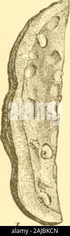 Insekten, Früchte. Liste der SUPPLEMENTAEY INJUEIOUS INSEOTS WHICHAEPEOT der EASPBEEET. Angriff auf die Blätter. Die web-Wurm. Nr. 27; die schräg-Gebändert leaf-Roller, Nein. 35; der Sattel - zurück Caterpillar. Nr. 49; das Apple leaf-Miner. Nr. 50; die gelbe Woolly - Bär, Nr. 146; die Py-ramidal Rebe Caterpillar, Nr. 147; Die ordentliche strawberryleaf-Walze. Nr. 193; die verschmierte Dolch, Nr. 194; und thecucumber Flohmarkt Käfer, Nr. 223. Insekten SCHÄDLICH FÜR DAS BLACKBERRY. Angriff auf die Stöcke. 7^r (7. Abb. 332. 1. Nr. 186. - Die Markigen GaU des Blackberry. Tliis neugierig Gall, die Rep Stockfoto