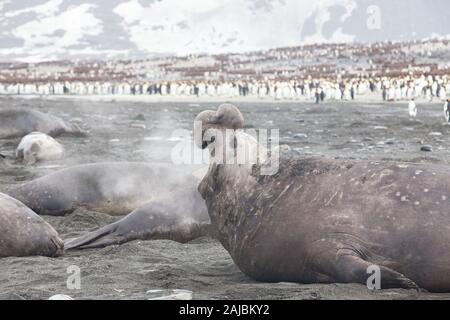 Elephant seal und King penguin Colony, St Andrews Bay, South Georgia, Antarktis Stockfoto
