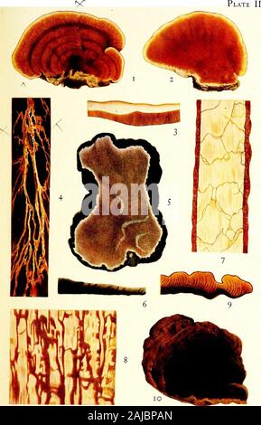 afrikanischer gummibaum Gummibaum Robusta - Ficus elastica Robusta