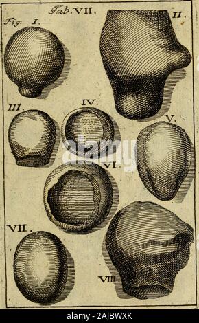 Thesaurus subterraneus Brunsvigii ducatus id est Braunschweig mit-Schzen unterirrdischen und Seltenheiten der Natur. Stockfoto