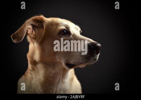 Im Studio pet Portraits Stockfoto