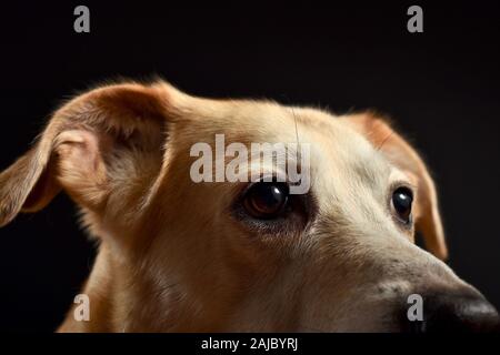 Im Studio pet Portraits Stockfoto