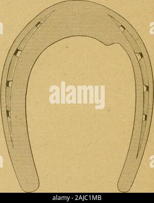 Die praktischen horseshoer ist eine Sammlung von Artikeln über horseshoeing in allen seinen Zweigen, die von Zeit zu Zeit in den Spalten "Der Schmied und Stellmacher" erschienen sind. . ^ Erfahrung ist, daß alle Pferde, die stören notcu sind^ * Ed von der gleichen Schneeschuhwandern. Drehen des Knöchel in oder out, da die meisten Smiths sind in der Gewohnheit zu tun, hat verschiedene 74: DER PRAKTISCHE HORSESHOER. Auswirkungen auf verschiedene Pferde. Das Ergebnis hängt entirelyupon die Aktion des Tieres und die Art und Weise der auffällige. Meine Methode in den meisten Fällen ist der Fuß zu beschneiden, die es von der Natur als shapegiven nearlj^ wie möglich. Die Stockfoto