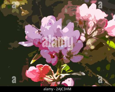 Apple Blossom Cluster von rosa Blumen Ausschnitt Stockfoto