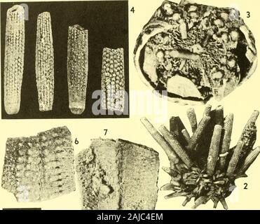 Bulletins der amerikanischen Paläontologie. Bull. Amer. Paleont., Vol.56 Platte 15. Stockfoto