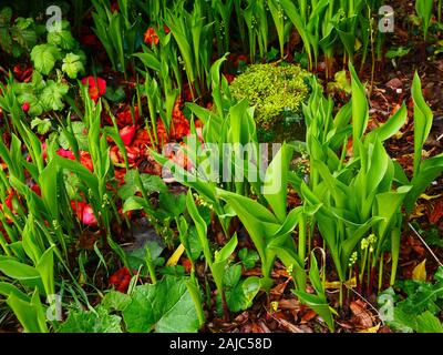 Convallaria majalis, Maiglöckchen emerging im Frühjahr Stockfoto