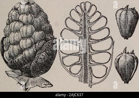 Elementare Botanik. Abb. 339 - Spray von White Pine, Cluster von männlichen Kegel, kurz bevor die Streuung der Pollen. cal, oder kegelförmige Masse bezeichnet einen Kegel oder Blume, und jedes arisesin statt einer langen lateralen Zweig. Eine dieser Kegel angezeigt GYMNOSPERMS: WHITE PINE. 299 beträchtlich erweiterten in Abb. 340. Die zentrale Achse der eachcone ist ein seitlicher Zweig, und gehört zu den Stamm-Serie. Thestem Achse des Kegels kann im Bild zu sehen. 341. Es ist completelycovered durch Stout, Dick, Skala - wie Auswüchse. Diese scalesare verkehrt eiförmig in Grenzen, und am inneren Winkel der oberen Ende Abb. 340. Abb. Stockfoto