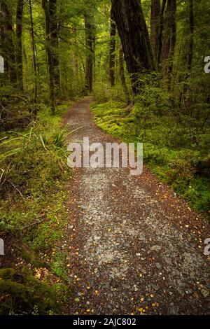 Ein Wanderweg führt durch unberührte Neuseeland Regenwald auf der Südinsel. Stockfoto