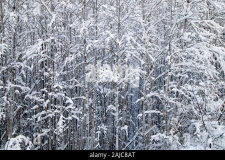 Nahaufnahme eines schneebedeckten Wald in Central Wisconsin nach einem Winter Schneesturm Stockfoto