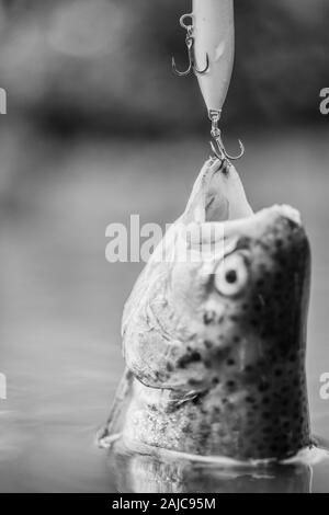 Fisch Forelle im Süßwasser gefangen. Fisch offenen Mund hängen an Haken. Angelausrüstung. Köder Löffel Angeln Zubehör. Fisch in der Falle. Opfer der Wilderei. Speichern der Natur. Am Haken. Stille Konzept. Stockfoto