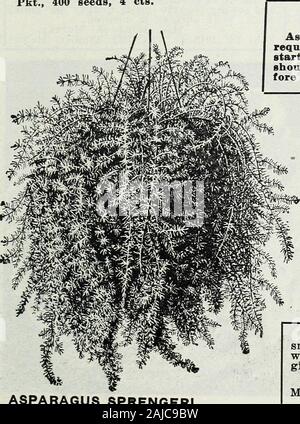 Lippincott Samen: 1914. PS ^^^^^^^^^m^. Bemerken. Spargel ist sehr langsam zu keimen, die von 60 bis 90 Tagen, aber oncestarted ist eine sehr schnelle Anbauer. Seedshould in warmem Wasser eingeweicht werden "Fore gepflanzt werden. Spargel. SPRENGERI - überall hoch gelobt; droopingfrom handsomest gesehen ein Topf oder Korb. Sprays 4 bis 6 Fuß lang, von frischen, grünen, feath-ery Laub; nützlich für boquets, Kränze oder Sprays, restlichen Pro-fect für Wochen nach dem Schneiden. Das ganze Jahr über Growsfreely; Ex-Trem wertvoll für alle Zwecke. weiße Blumen, die von Rot ber-ries gefolgt. Pkt., 15 Samen, 8 cts. PI.UMOSUS NANUS - Th Stockfoto