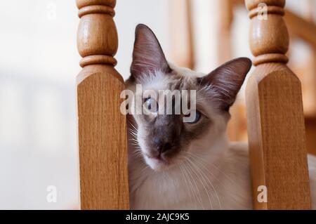 Schönen Balinesen katze Haustier Porträt dieser exotischen Rasse mit blauen Augen. Er ist ein Schokolade wies Balinesischen Kitty, ein Hallenbad. Stockfoto