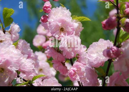 Chinesische Mandel (Prunus triloba Lindl. ) Im Frühjahr. Filiale der blühenden Doppel - blühende Mandelbaum closeup Stockfoto