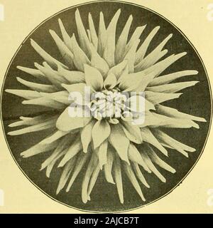 Austausch der Floristen': eine wöchentliche Medium der Interchange für Floristen, Baumschulen, seedsmen und der Handel im Allgemeinen. Zahlen zu wachsen, für Itsfoliage nur. Die Blätter, die von den Meisten ist das, was gewachsen ist gut belichtet, und unter kühlen Bedingungen. , X,. ,.,,. Die Farne, es ist schon bemerkenswert, dass diejenigen whichproduce die farbigen Tönungen in fullexposure zum Licht zu erfreuen scheinen, und Mav withoutshading angebaut werden, außer wenn die Sonne ist sehr mächtig, und nur unter solchen Bedingungen, dass wir thebrightest Tönungen erhalten ist. Farne mit den farbigen Tönung usuallycome True von Sporen, noch einige leichte Va Stockfoto