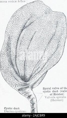 Ein Atlas der menschlichen Anatomie für Studenten und Ärzte. Spirale des zystikusstumpf (Ventil von Heister) ahuH spiralis (Heisteri) Hepaticus Ductus hepaticus Ductus choledochus Hauptgallengang Stockfoto