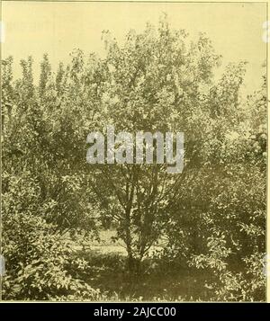 Austausch der Floristen': eine wöchentliche Medium der Interchange für Floristen, Baumschulen, seedsmen und der Handel im Allgemeinen. Er bei Sorten, Es generallypossible ist die typische Form für eine Aktie zu erhalten. Va-Nata, auch sehr gut für alle. zahlreich wie die spe-Cies. Seine Verwendung wird empfohlen, auch als Themost leicht erhältlich von allen, und die billigsten. In Nadelbäumen in Verstand, während penningthese Notizen, die Lärche und die Sommergrünen cypressmay erwähnt werden, obwohl außerhalb des evergreenline. Die Lärche nimmt in allen verschiedenen Arten andvarieties der it sowie die Pseudo-larix Ksempferi, Stockfoto