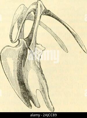 Das Tierreich, geordnet nach ihrer Organisation: bildet eine natürliche Geschichte der Tiere und eine Einführung in die vergleichende Anatomie. Abb. 84.- brustbein von Harfane. * Dieser Begriff ungebräuchlich ist rückläufig, von seiner in zuvor | oi t, hG Vögel von Europr, - shoulil entsorgt werden zu heben es auf eine Gruppe von Insekten zu theiostowert: Darüber hinaus ist weit davon entfernt, feli - [Rang eines separaten Division (Pfynj -); seine grosse und komplette rufT distin - itous, wie die TAGAKTIVE des Onls angewendet.-Ed. Ich habe es von Surnia guishcs, wie der accipitrine Form und verlängerten Schwanz tun + der Prinz von musignano Stockfoto