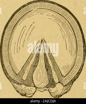Die praktischen horseshoer ist eine Sammlung von Artikeln über horseshoeing in allen seinen Zweigen, die von Zeit zu Zeit in den Spalten "Der Schmied und Stellmacher" erschienen sind. . ^ für Contrac- tion. Nicht öffnen die Ferse, wie Es Avorse ist als das Schneiden awaythe Frosch - es ist eine Unterstützung für die Ferse, und wenn sie Es causesa Schwäche der Wände des Hufes und bewirken, dass Contrac- tion der Ferse. Nur verkürzen die Zehe und das Niveau der Antigenreserven fahren Sie mit der Montage der Schuh. von J.R.Dressing den Fuß. Einer der großen und wichtigsten Funktionen von Pferd Schneeschuhwandern ist das Abrichten des Fußes. Ich Stockfoto