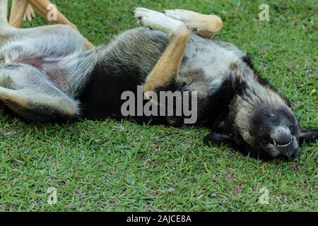 Cute nach inukai Rolling auf Gras. Er glücklich und Foto sieht in Izmir/Türkei. Stockfoto