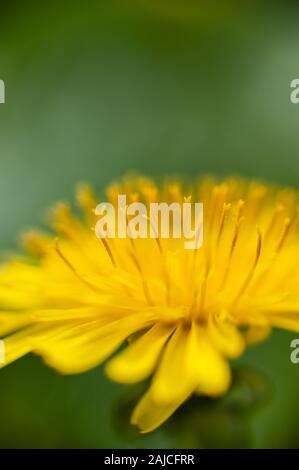 Gelber Löwenzahn closeup Staubblatt. Nahaufnahme von einem gelben Löwenzahn gegen weiche Defokussierten grünen Hintergrund. Platz kopieren Stockfoto