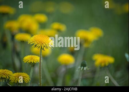 Gelber Löwenzahn closeup Staubblatt. Nahaufnahme von einem gelben Löwenzahn gegen weiche Defokussierten grünen Hintergrund. Platz kopieren Stockfoto