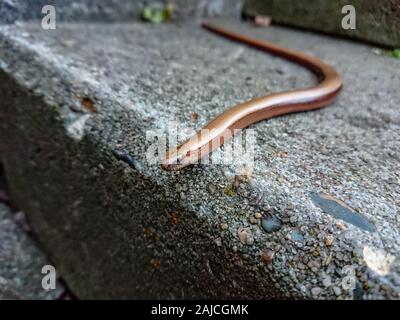 Eine langsame Wurm auf eine steinerne Treppe in einem Garten Stockfoto