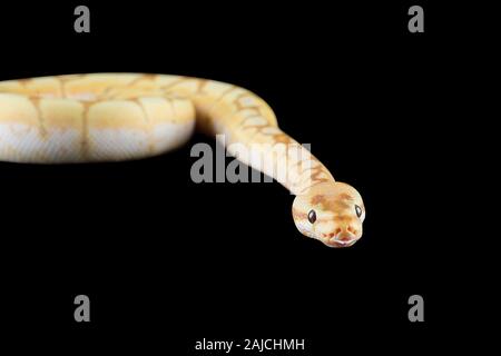 Albino Python auf schwarzem Hintergrund Stockfoto