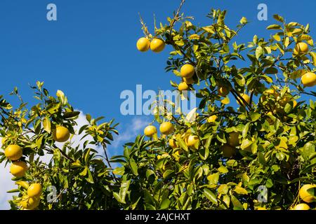 Cluster von grapefruits mit sichtbaren Regentropfen hängen von einem Baum bereit geerntet zu werden. Stockfoto