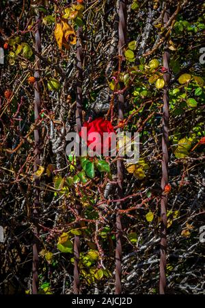 Sogar unter den Zerfall von Winter, eine sterbende rote Rose steht Schön gegen die Stängel und Blätter Stockfoto