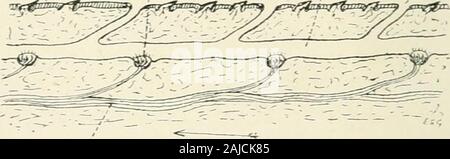 Eine Abhandlung über die Zoologie. Ventrale Ansicht von thfi Beckengürtel und Flossen von Heptanchus elnereus, Gin. Das Skelett ist kom- plett exijo. sed auf der linken Seite, b, basipterygium; Dr, Web von fin unterstützt durch ceratotrichia; jj, Becken- Knorpel; pr. r, Serie von Präaxiale radials. (Von Quart. Jov. ni. Micr. Sci.) chord, eine Invasion notochordal Mantel, und Centra, wenn vorhanden, ofchordal Herkunft; dorsalen Rippen; die beiden Hälften der Beckengürtel Ic. bp. Abb. 07 Diagramm des tlie lateral-Linie Kanal eines Selachier in einem Abschnitt, der senkrecht zur Oberfläche gesehen, fj), Epidermis; Ix, Längs- Kanal; l. n, seitliche-line Stockfoto