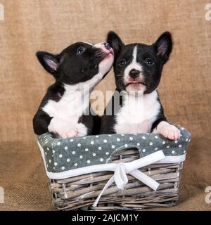 Zwei kleine Babys Basenji Welpen Hunde sind küssen Stockfoto