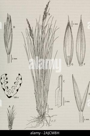 Beiträge aus der United States National Herbarium. a, und Rhynchospora. Zusätzliche Proben untersucht. VENEZU - ELA. Lara: Mun. Humocaro Alto, Parque Nacio-nal Dinira, 09° 3539 N, 70° 0712 W, 3170 W, 30 Nov 2000, D. Stancik 4288 (AUTO, COL, VR China). 41. Festuca glumosa Hack, ex E.B. Alexeev, Bot. Zhurn. (Moskau und Leningrad) 69(11):1549. 1984. (Abbn. 49, 53, 93A-D). Typ: Ecuador. In pasq. andinis, 1886, A. Sodiro 36/4 (holo-Typ: W!) Festuca ovina subvar. Jamesonii St. Yves, Can-dollea 3: 166. 1927. Typ: Ecuador Anden de Quito, 15000 ft, Jameson 230 (lectotype: G-DC!, hier bezeichnet). Dicht t Stockfoto