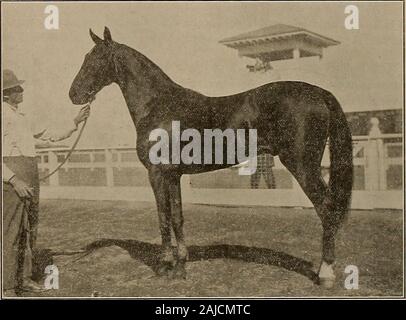 Züchter und Sportler. Band LX. Nr. 26. SAN FRANCISCO. Samstag, Juni 2, 1912. Abonnement - $ 3.00 pro Jahr. Herren Burnett & Berrys 3-Jahr-oldMAURICO von Moko, aus silur 2:23 J £ (dam Dan Prontoi 2:05 usw.), die von Wilton 2:19 Ji-Nowone der Sterne in W. G. Durfees string. Stockfoto