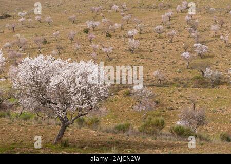 Blühenden Mandelbäumen im Frühjahr Stockfoto