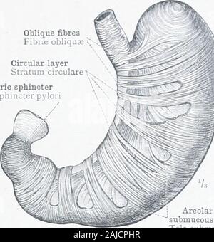 Ein Atlas der menschlichen Anatomie für Studenten und Ärzte. Pyloric sphincteriM. sphincter pylori. Siehe Appei Abb. 713.- Oberflächliche Schicht der MuscularCoat des Magens: Loxgitudixal Layer. Areolar orsubmucous coatTela submukosa Fjg. 714.- mittleren und tiefen Schichten von theMuscular Mantel des Magens: CircularLayer, und Schräge Fidres. Streifen der kreisförmigen l. - iyer entfernt wurden, in Orderto Anzeige der schrägen Fasern benf ath. Schrägen Fasern Fibra; obliquse Stockfoto