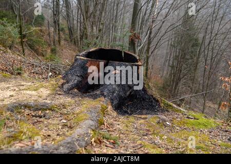 Verbrannte Stümpfe, verbrannte Bereiche. Ausgebrannte Stelle im Wald. Stockfoto