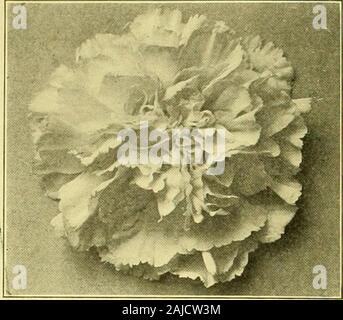 Austausch der Floristen': eine wöchentliche Medium der Interchange für Floristen, Baumschulen, seedsmen und der Handel im Allgemeinen. Haushalt Wort. Seine Herrlichkeit haben stimu- Gärtner in einem lobenswerten und ehrgeizigen Rivale - Ry, etwas, das mit ihm konkurrieren könnte; während viele neue Arten hergestellt haben, die in vielen Fällen eine Offenbarung in thefloral Welt gewesen, die Lawson Nelke, mit seiner Brilliant, und robusten Eigenschaften, in meinem humbleopinion, hält noch seinen stolzen Platz als Königin des thecarnation Familie. Daher aufgrund der Gegenstand dieses Papiers, nämlich Carn Stockfoto