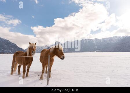Haflinger Pferde auf dem Winter Wiese und Gipfeln im Hintergrund. Stockfoto