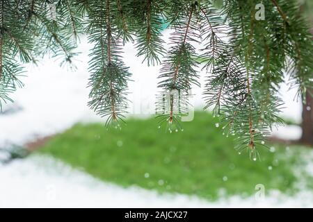 Grüne Weihnachten Bäume in Winter Park mit Schnee bedeckt. Stockfoto